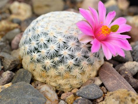 Sticker with colored funny cute cactus. Illegal trade contributes to placing cacti among world's ...