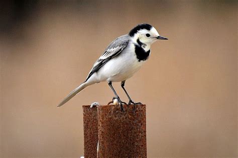 Pied Wagtail Beautiful Birds Wagtail Black And White