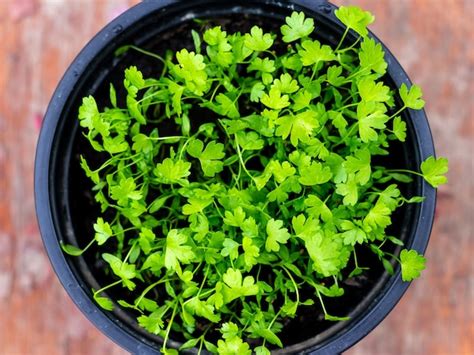 Premium Photo Growing Celery In A Pot Top View Celery Is A Plant