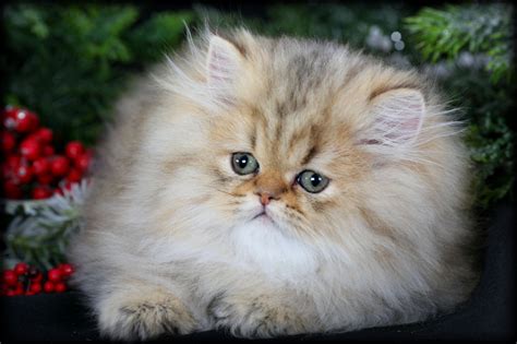 Golden Chinchilla Teacup Persian Kitten For Salepre Loved Persian