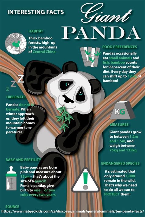 Panda Facts For Kids Animal Facts For Kids History Projects Science