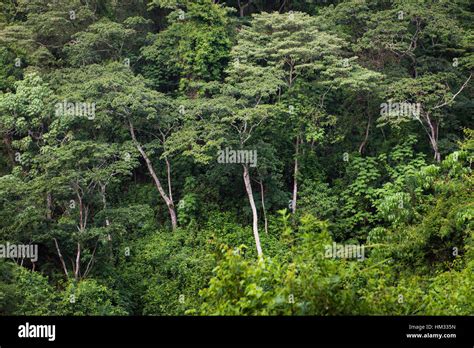 Lush Green Jungle Trees In Tanzania Africa Stock Photo 132834065 Alamy