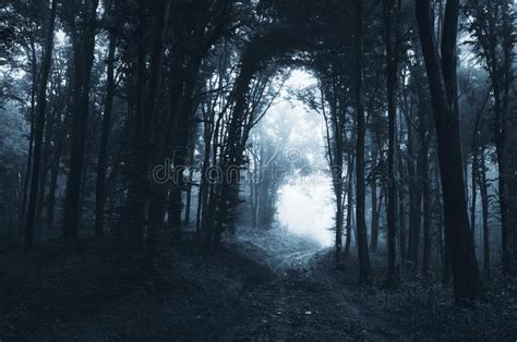 Road In A Mysterious Fantasy Foggy Forest Stock Image Image Of Black