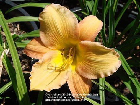 Photo Of The Bloom Of Daylily Hemerocallis Fruit Loops Posted By
