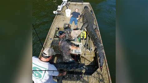 14 Foot Alligator May Be Biggest Ever Caught In Georgia