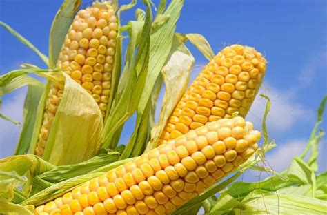 Maybe you would like to learn more about one of these? Cara Membuat Keripik Jagung Enak dan Beraneka Rasa ...