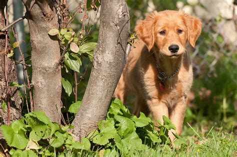 Ab wann ist sie kein welpe mehr? Sozialisierung: wie wird aus dem Welpen ein souveräner Hund?