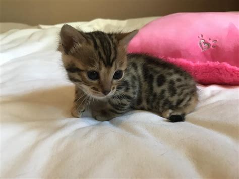 The bengal cat is highly active. Bengal Cats For Sale | Kentucky Oaks Drive, Las Vegas, NV ...