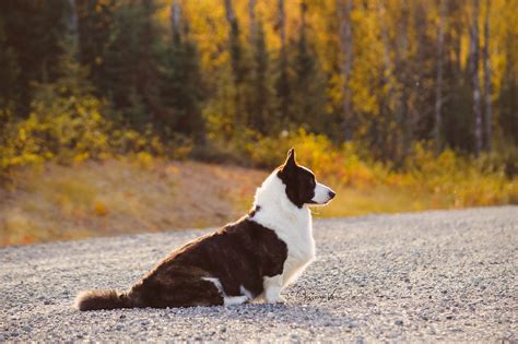 Marvel – Grandiose Cardigan Welsh Corgis