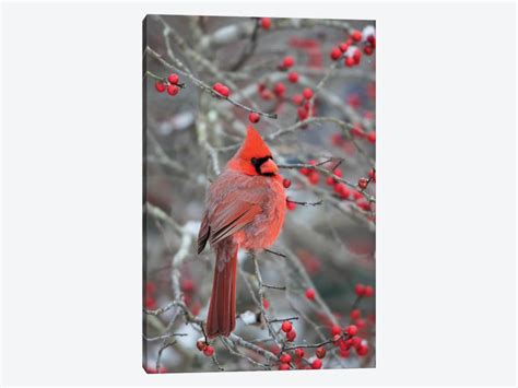 Male Northern Cardinal In Winterb Canvas Print Richard And Susan Day