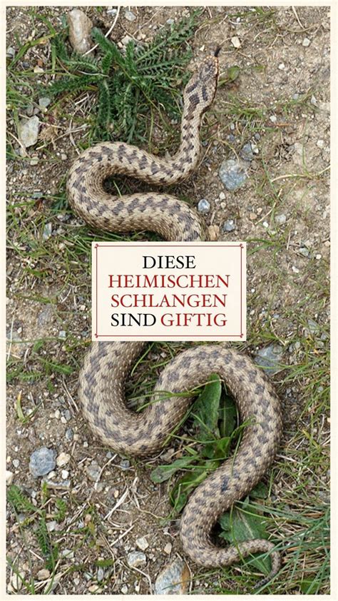 Hier erfährst du, wie das geht und was du im falle einer begegnung beachten solltest. Diese zwei heimischen Schlangen sind giftig | Gefährliche ...