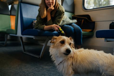 Tips For Traveling Safely With Your Pets Part 1 Are We There Yet
