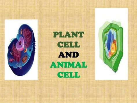 Animal Cell And Plant Cell Year 7 Power Point Presentation Of Animal Images