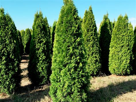 Thuja hecken sind als immergrüner sichtschutz oder als grundstückseinfriedung beliebt. 58 HQ Photos Wann Thuja Pflanzen : Thuja Als Hecke ...