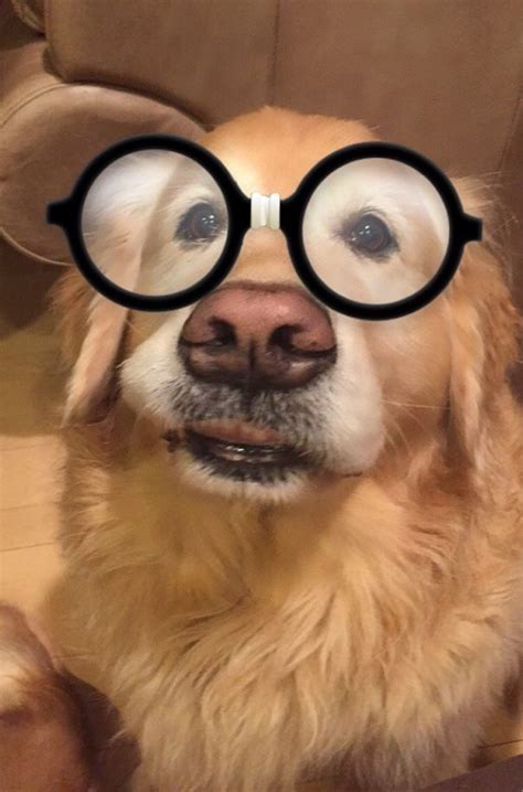 I Decided To Test The Snapchat Filters On My Dog Funny Animal Videos