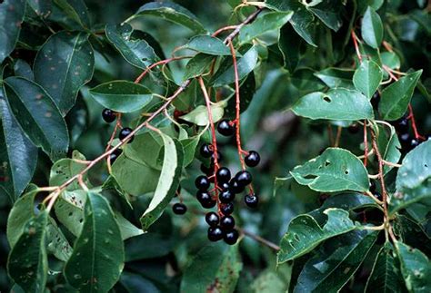 Fruit trees can be challenging to grow in missouri because of erratic weather conditions and a favorable climate for diseases and insects. Missouri Statetrees2
