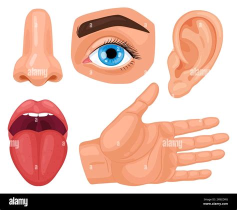 Cartoon Human Sensory Organs Anatomy Human Senses Skin Touch Hearing Eyes Vision Taste