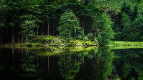 Greenery Scene With Reflection On Calm Body Of Water Hd Green