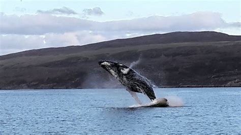 Breaching Humpback Whale Makes A Big Splash Off Skye Bbc
