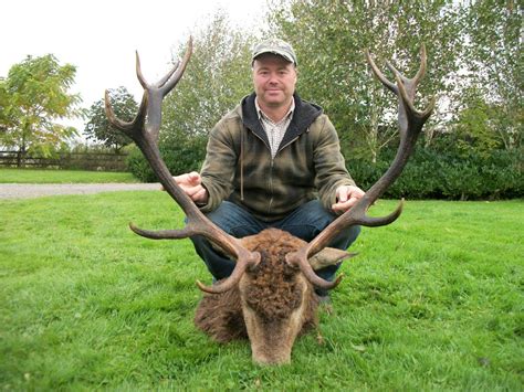 Red Stag Hunting Ireland