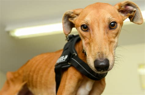 Bag Of Bones Emaciated Dog Is One Of The Skinniest Animals Ever