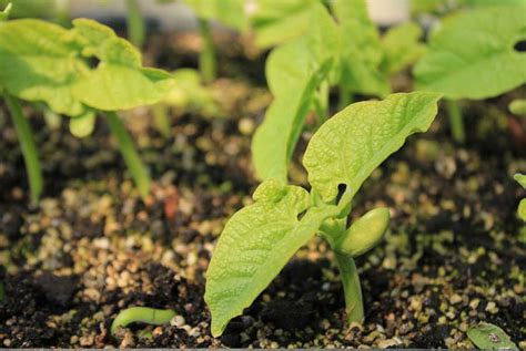 Dwarf Beans - POD easy edible gardening