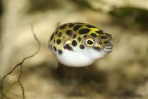 8 Facts About The Indian Dwarf Puffer Fish Aquapparel