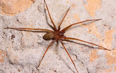 Brown Recluse Spiders In Elizabeth City Nc Albemarle Termite And Pest