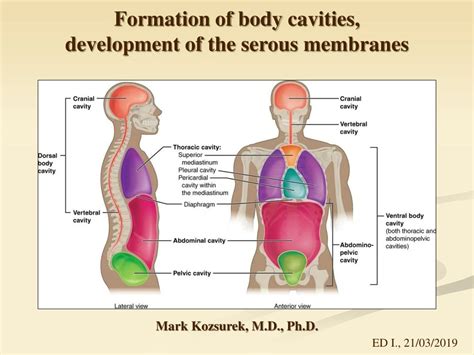 Ppt Formation Of Body Cavities Development Of The Serous Membranes