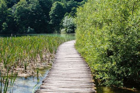 Wooden Walkway Surrounded With Water And Trees In National Park