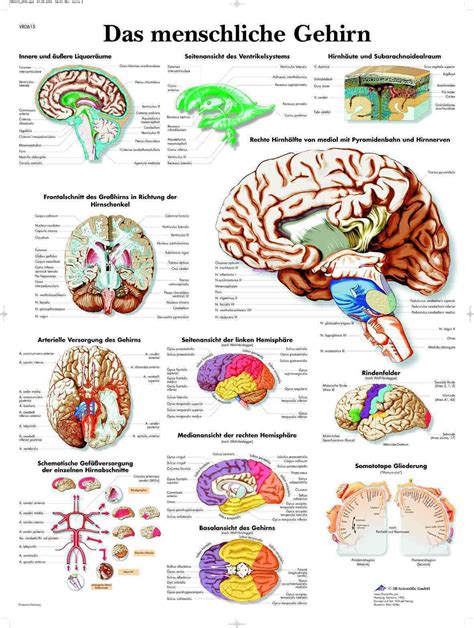 Das Menschliche Gehirn Lehrtafel Anatomie 50 X 67 Cm Poster Eur 925