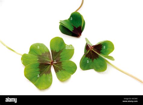 Four Leaved Clovers Stock Photo Alamy