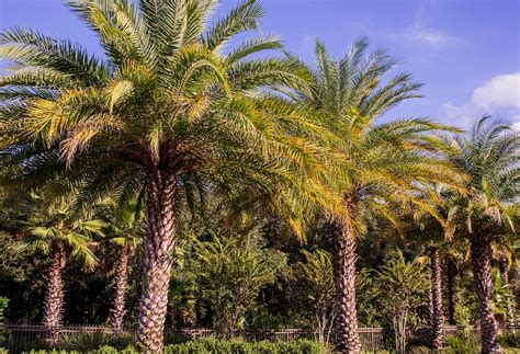 Palm Trees Of Florida Photograph By Zina Stromberg