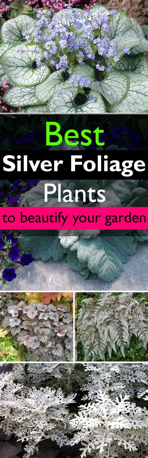 See more ideas about foliage, plants, silver plant. Best Silver Foliage Plants To Beautify Your Garden ...