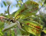 Pictures of Tree Pest Identification Uk