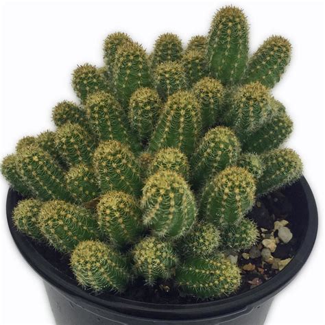 In the mojave national preserve. Peanut Cactus Plants for Sale | Free Shipping