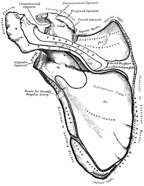 Scapular Region Anatomy Anatomy Drawing Diagram My Xxx Hot Girl