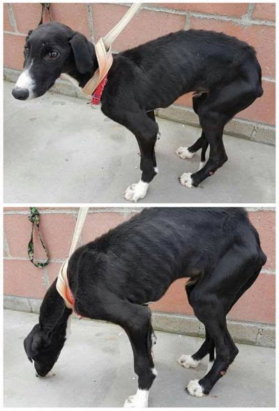 Rickets is caused by improper diet. Scooby Protectora - their work never ends...please support them - Galgo News