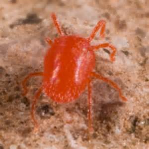 Red Ticks Balaustium Bugguidenet