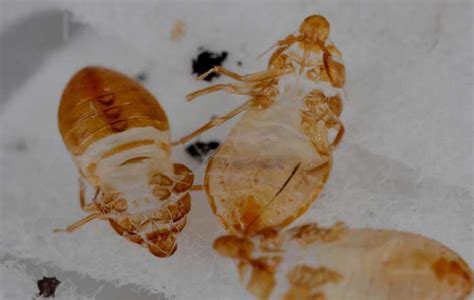 Bed Bug Shells Cast Skin And Exoskeleton Pestbugs