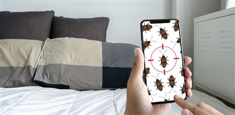 The first step to controlling bed bugs is correct identification. How to get rid of bed bug bites overnight? | Empire Pest ...