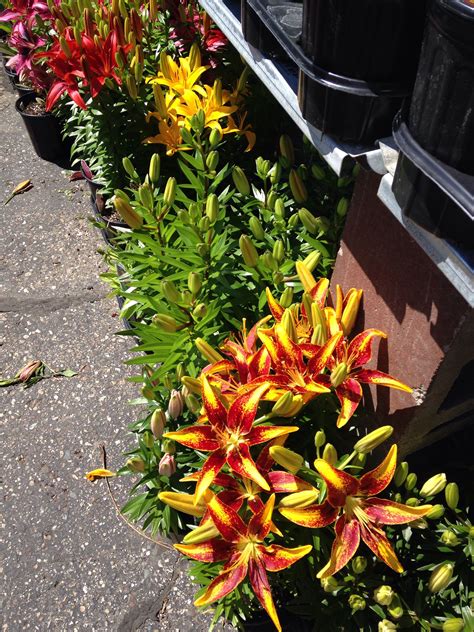 Most perennials bloom for a two to three month period, with a handful of long season bloomers out there. Lilies! | Perennial garden, Plants, Perennials