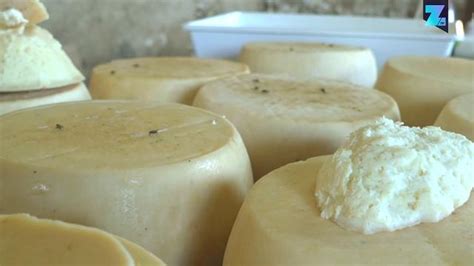 We did not find results for: Sardegna, dalle pecore alle mosche: i segreti del ...