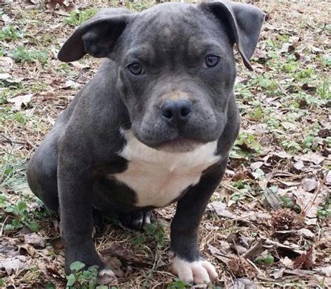 UKC Blue Bully Pit Bull Puppy for Sale in Locust Grove ...