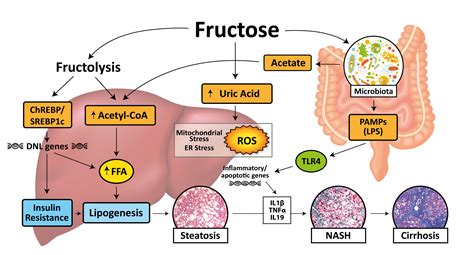 nutrients free full text the role of fructose in non alcoholic steatohepatitis old