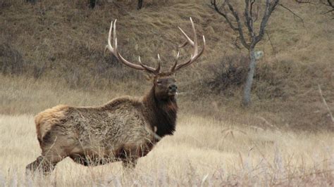 Tribe Proposes Restoring Elk To Northeastern Minnesota Mpr News