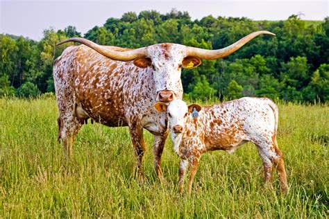 Longhorn Cattle Bulls Click Here For High Res Of This Photo Highres