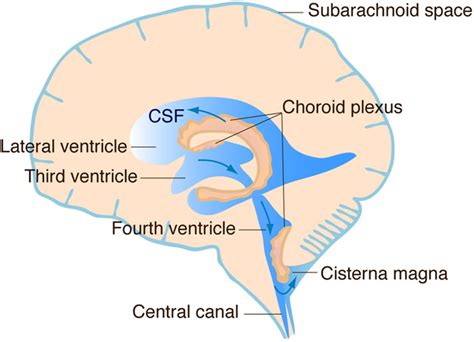 The Choroid Plexus And Cerebrospinal Fluid Emerging Roles In