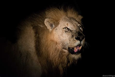 Majingilane Male Lion Coalition - Leopard Hills Private Game Reserve