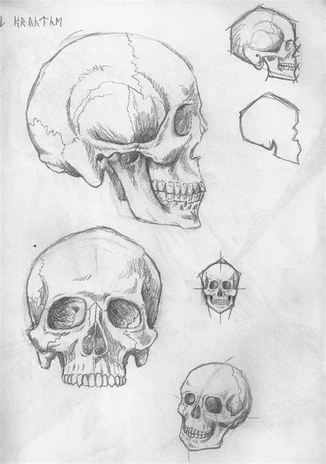 Skull Drawing Sketches Skull Sketch Skeleton Drawings Skulls Drawing